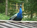 Camp 13 Sabri (238)